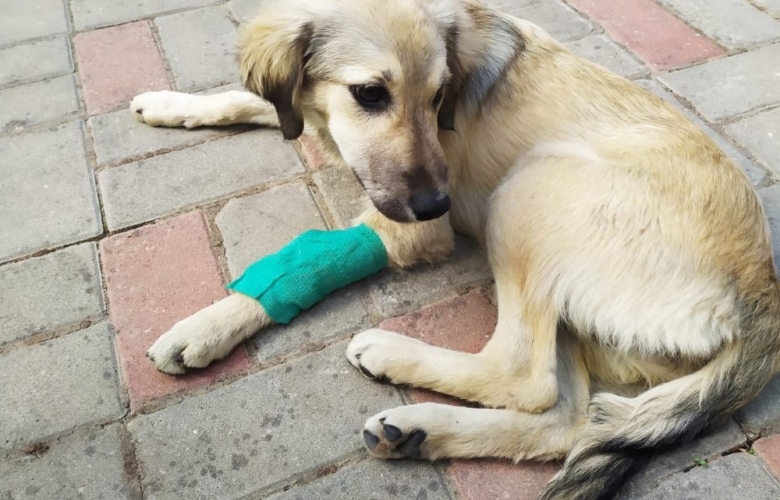 SOKAK KÖPEKLERİNİ ZEHİRLİ TAVUK ETİ YEDİREREK ÖLDÜRMÜŞLER