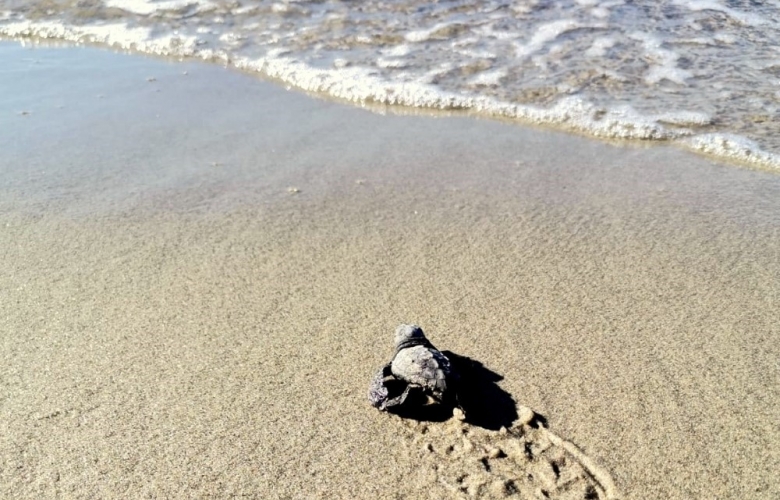 ÇANAKKALE’DE İLK KEZ CARETTA CARETTA YUVASI TESPİT EDİLDİ