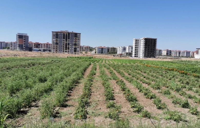ÇANAKKALE BELEDİYESİ TARAFINDAN YETİŞTİRİLEN ÜRÜNLER TARIM SERTİFİKASI ALDI