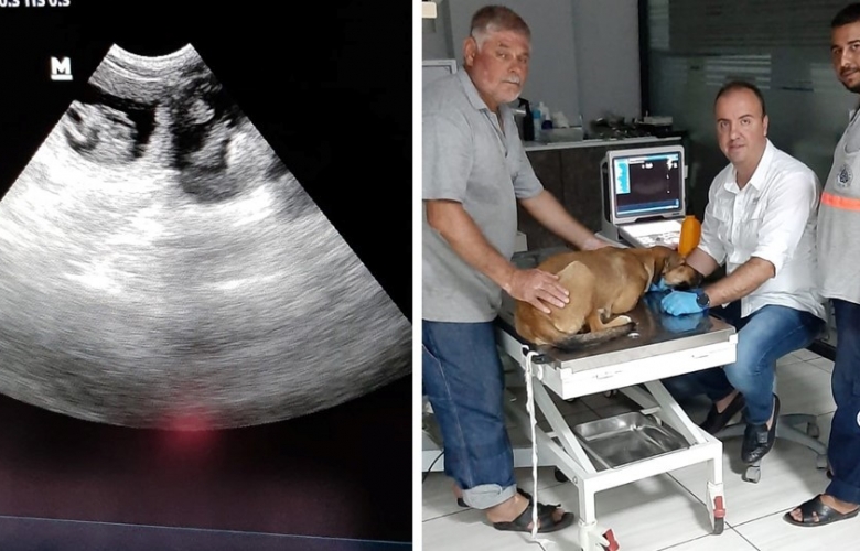 BARINAK ÇALIŞANLARININ DİKKATİ KÖPEKLERİ HAYATA BAĞLADI
