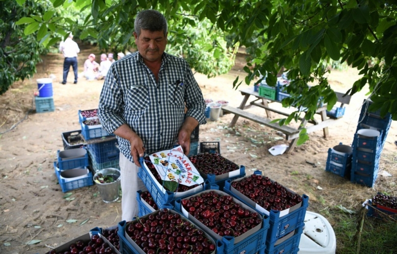 LAPSEKİ' DE KİRAZ ÜRETİCİSİNİN YENİ GÖZDESİ REGİNA KİRAZI