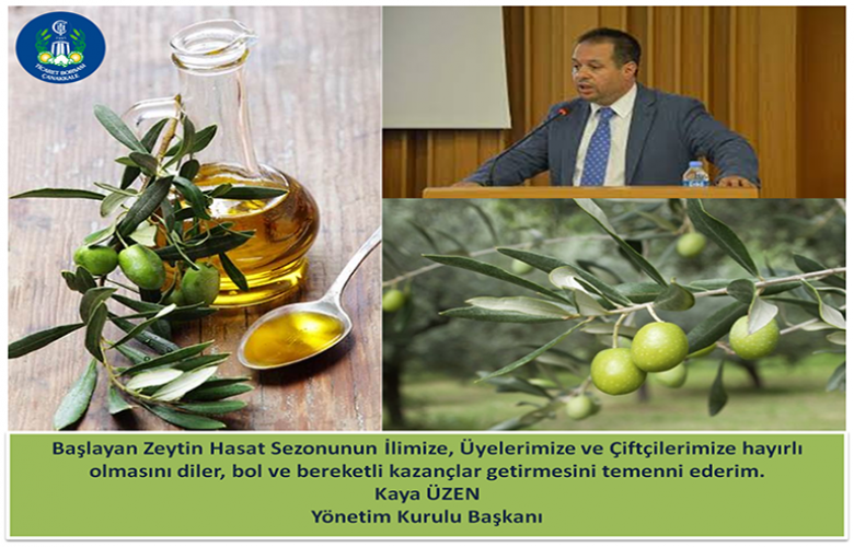 ÇANAKKALE’ DE ZEYTİN HASADI BAŞLADI